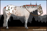 Horse Color:Buckskin Appaloosa 