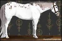 Horse Color:Bay Splash Appaloosa 