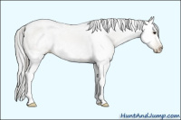 Horse Color:Gray Grullo Pearl Splash 