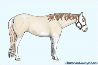 Horse Color:Smoky Grullo Pearl Sabino Splash 