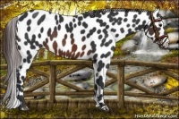 Horse Color:Brown Appaloosa 