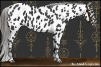 Horse Color:Black Near Leopard 