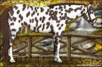 Horse Color:Liver Chestnut Appaloosa