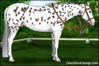 Horse Color:Bay Splash Appaloosa