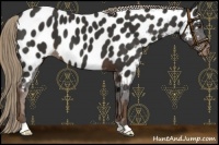 Horse Color:Liver Chestnut Appaloosa
