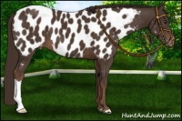Horse Color:Liver Chestnut Near Leopard 