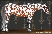 Horse Color:Bay Leopard 