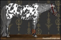 Horse Color:White Spotted Black Blanket 