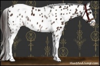 Horse Color:White Spotted Bay Appaloosa