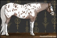 Horse Color:Silver Brown Sabino Splash Near Leopard Rabicano 