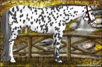 Horse Color:Black Appaloosa 