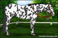Horse Color:Black Leopard 