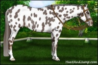 Horse Color:Liver Red Roan Appaloosa