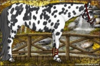 Horse Color:Black Appaloosa