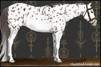 Horse Color:Bay Splash Near Leopard 