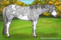 Horse Color:White Spotted Blue Roan Splash Frame Varnish 