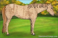 Horse Color:Chestnut  and Gold Champagne 