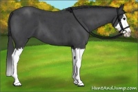 Horse Color:Blue Roan Splash 
