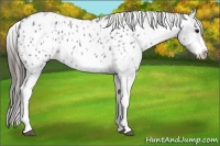 Horse Color:White Spotted Blue Roan Splash Frame Appaloosa 