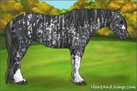 Horse Color:Black Appaloosa  and Black 