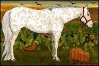 Horse Color:Palomino Near Leopard 