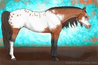 Horse Color:Bay Frame Appaloosa