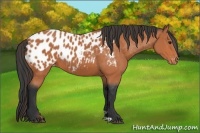 Horse Color:Bay Appaloosa 