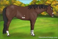 Horse Color:Bay Splash Frame 