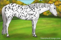 Horse Color:Blue Roan Appaloosa 
