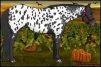 Horse Color:Black Near Leopard Rabicano 