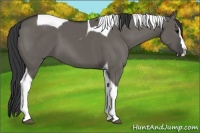 Horse Color:Grullo Splash Tobiano 