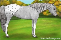 Horse Color:Black Appaloosa