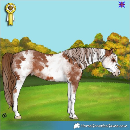Horse Color:White Spotted Chestnut 