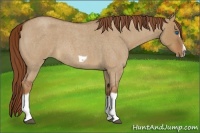 Horse Color:Red Dun Roan Splash Frame Rabicano 