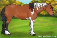 Horse Color:Bay Tobiano 