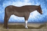 Horse Color:Liver Chestnut 