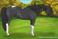 Horse Color:Blue Roan Tobiano