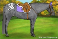 Horse Color:Black Appaloosa 