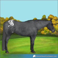 Horse Color:Black Varnish 