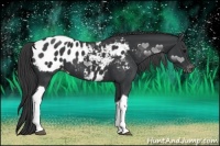 Horse Color:Black Tobiano Appaloosa 