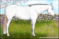 Horse Color:Bay Dun Tobiano Appaloosa 
