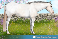 Horse Color:Bay Dun Tobiano Appaloosa 
