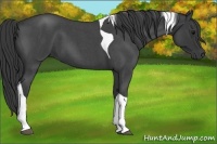 Horse Color:Blue Roan Tobiano