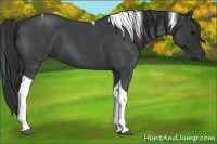 Horse Color:Blue Roan Tobiano 