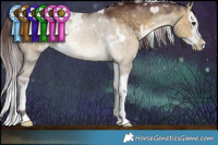 Horse Color:White Spotted Chocolate Buckskin Dun Splash 