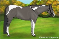 Horse Color:Grullo Splash Tobiano 