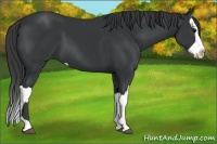 Horse Color:Black  and Black Splash 