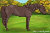 Horse Color:Chocolate Smoky Black 