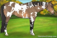 Horse Color:White Spotted Buckskin