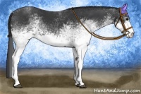 Horse Color:White Spotted Black